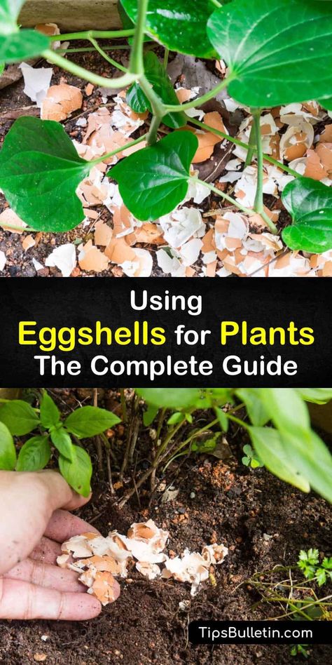 Crushed eggshells made into eggshell powder enrich the soil for potted plants and outdoor gardens alike. Egg shell waste can be upcycled into plant food for outdoor or indoor plants. Eggshell fertilizer is cheap and easy to use. #eggshells #plants Using Eggshells In The Garden, Eggshell Powder Uses, How To Use Eggshells For Plants, Eggs Shells For Plants, How To Use Egg Shells In The Garden, Egg Water For Plants, Eggshells For Plants, Eggshells In Garden, Egg Shell Fertilizer