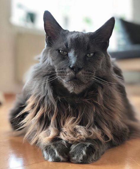 Maine Coon, Ugly Cats, Cat Lol, Ugly Cat, Gato Grande, Small Cat, Funny Cat Pictures, Unique Animals, Cute Kittens