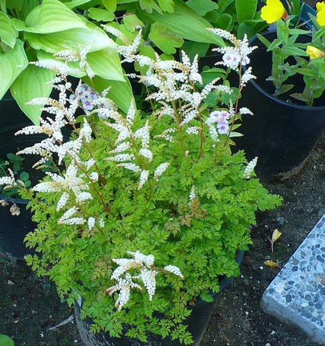 Photo of Dwarf Goat's Beard (Aruncus dioicus var. kamtschaticus) uploaded by HemNorth; planted in minibed by path, bog container Shaded Garden, Goats, Goats Beard Plant, Goats Beard, Native Garden, Tree Hugger, Photo Location, Shade Garden, Secret Garden