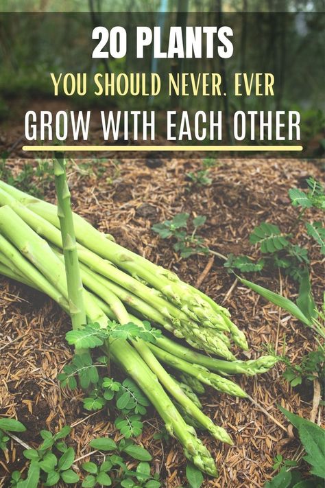 Plants That Can Grow Together, Permaculture, What Plants To Plant Together, Planting A Vegetable Garden, Partner Planting, What Plants Grow Well Together, Raised Garden Beds Diy Vegetables, Companion Gardening, Vegetable Growing