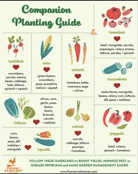 Tomato Benefits, Companion Planting Guide, Companion Planting Vegetables, How To Plant Carrots, Tattoo Plant, Garden Companion Planting, Natural Insecticide, Cucumber Beetles, Planting Guide