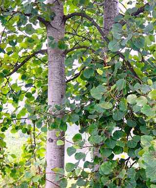 Quaking aspen care and growing guide – expert tips for these tall and colorful deciduous trees Landscaping With Aspen Trees, Quaking Aspen Tree Landscaping, Quaking Aspen Tree, Aspen Landscaping, Quaking Aspen, Landscaping Around Trees, Aspen Tree, Spring Images, Fast Growing Trees