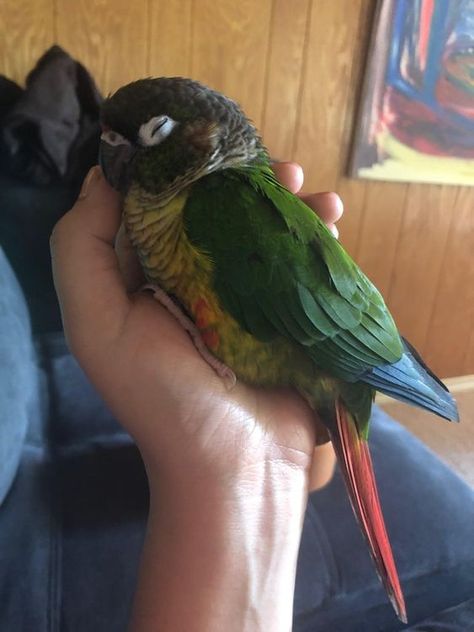 My green cheek conure #parrots #parrot #cockatoo #birdlovers #parrotlove #birds #bird #petparrot #parrotphotography Conure Bird, Green Cheek Conure, Conure Parrots, How To Potty Train, Parrot Pet, Potty Train, Funny Parrots, African Grey Parrot, Parrot Bird