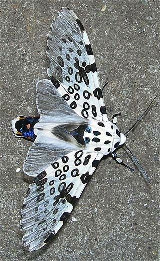 Giant leopard moth or Eyed tiger moth (Hypercompe scribonia) Giant Leopard Moth, Leopard Moth, Photo Papillon, Cute Moth, Cool Insects, Tiger Moth, Moth Caterpillar, Beautiful Bugs, Butterfly Pictures