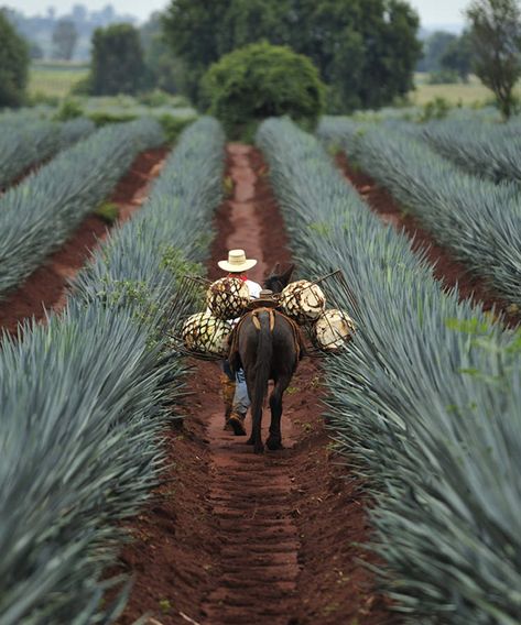 Nature, Agave Field, Skull Girl Tattoo, Chicano Love, Anejo Tequila, Mexican Party Theme, Mexico Art, Agave Plant, South Of The Border