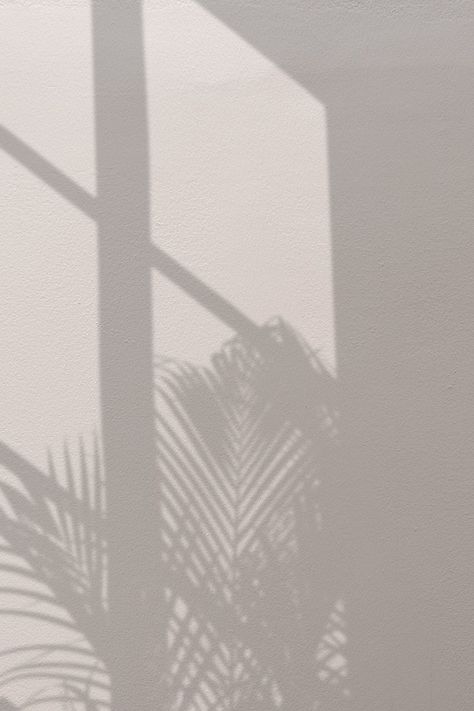 Background with palm tree and window shadow | free image by rawpixel.com / Benjamas Shade Plants, Icona Ios, Tree Shadow, Window Shadow, Shadow Plants, Shadow Photography, 패턴 배경화면, Fotografi Alam Semula Jadi, Window Light