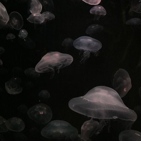 Gray Scale Aesthetic, Dark Aesthetic Icons, Icons Dark Aesthetic, Jellyfish Photography, Jellyfish Illustration, Jellyfish Tank, Jellyfish Decorations, Jellyfish Drawing, Jellyfish Painting