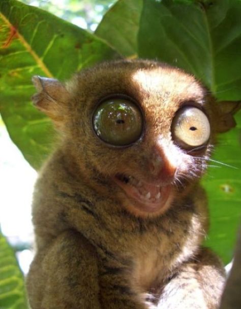 BIG EYES!!! Rare Animals, Animal Kingdom, Weird Looking Animals, Ugly Animals, Common Birds, Animal Species, Weird Animals, Primates, Animals Of The World