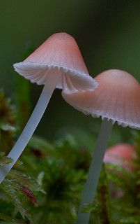 Mycena adonis (Scarlet Bonnet) | by Jim Cornish Grow Taller, Mycena Mushroom, Pink Mushrooms, Fae Aesthetic, Mushroom Images, Lichen Moss, Mushroom Pictures, Pink Mushroom, Plant Fungus