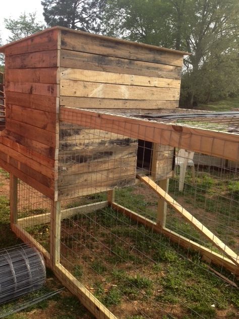 Diy Hen House, Chicken Run Ideas Diy, Chicken Run Ideas, Pallet Coop, Pallet Chicken Coop, Chicken Coop Pallets, Easy Chicken Coop, Diy Chicken Coop Plans, Backyard Chicken Coop Plans