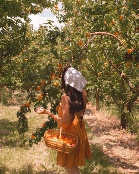 Peach Picking Aesthetic, Orange Farm, Mini Babydoll Dress, Aesthetic Fruit, Sunshine Photography, Mediterranean Aesthetic, Fruit Picking, Fruit Photography, Loose Dresses