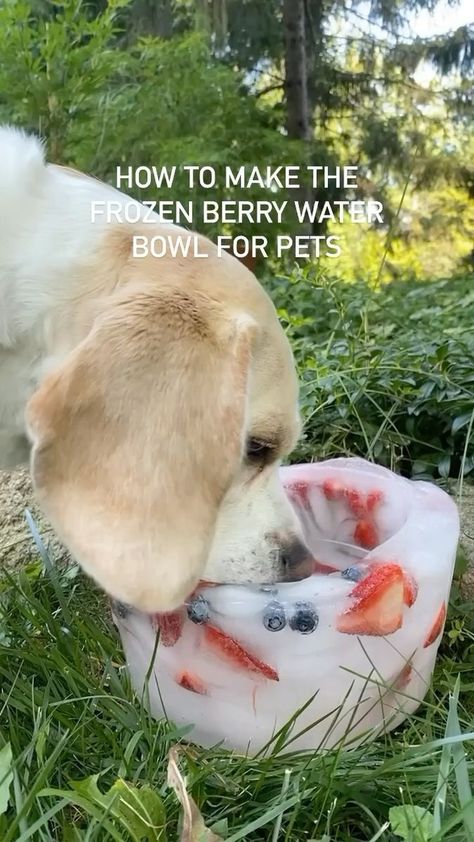 Here are the instructions for the popular ice water bowl! I originally showed it with my chickens, but my dog loves it too! Have questions, please let me know 🐶 #dogsofinstagram #crazychickenlady #beaglesofinstagram #lemonbeagle #crazydogmom #cutepuppy | Little Pine Learners | thewildwoods · Original audio Frozen Fruit Bowl For Dogs, Frozen Water Bowl For Dogs, Ice Bowl For Dogs, Kids Nature Activities, Berry Water, Lemon Beagle, Fruits For Dogs, Pet Diy, Ice Bowl