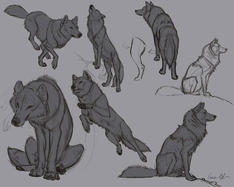 More wolf drawing demos for my upcoming video course, "How To Draw Wolves, Coyotes , and Foxes". Coming soon to CreatureArtTeacher.com… Draw Wolf, Aaron Blaise, Wolf Poses, Canine Drawing, Wolf Sketch, Wolf Character, Dog Anatomy, Wolf Illustration, Wolf Drawing