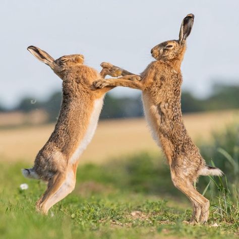 Pictures Of Wild Animals, Hare Images, Boxing Hares, Hare Pictures, Wild Hare, Wild Animals Photography, Bbc Earth, Animals Photography, Wild Animals Pictures