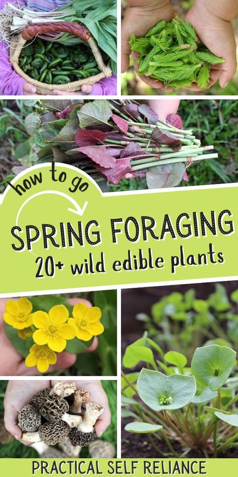 20+ Wild Edible Plants to Forage for in Spring! Foraging is a great excuse to get outside and reconnect with nature in the first days of spring. Some of the first plants and mushrooms of spring also happen to be tasty edibles. Essen, Edible Wild Flowers, Edible Plants Wild, Pennsylvania Foraging, Foraging Supplies, Summer Foraging, Foraging Tips, Foraging Plants, Forest Foraging