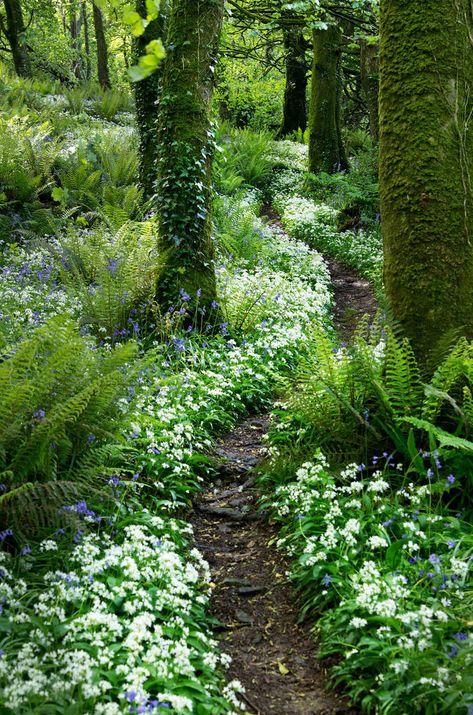 What a pretty trail to walk through! Look at all those flowers <3 ~ Courtmacsherry woods - West Cork, Ireland Path In The Woods, Mountain Garden, Taman Air, Woodland Gardens, Flowers Growing, Forest Garden, The Secret Garden, Woodland Garden, Alam Yang Indah