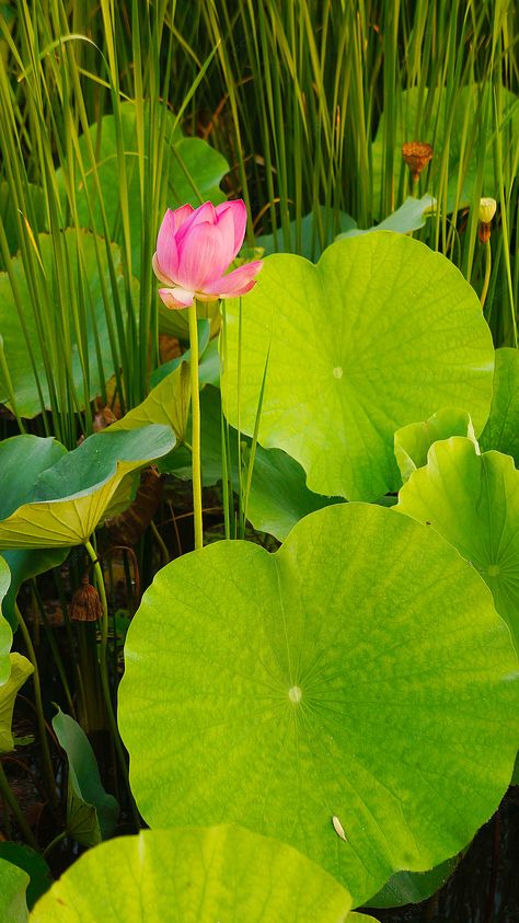 Pink Lotus Green Lotus Leaf Photography Map Nature, Lotus Flower Leaf, Lilly Pads, Lotus Flower Pictures, Green Leaf Background, Lotus Painting, Leaf Photography, House Plant Pots, Map Background