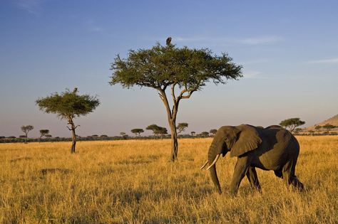 These African Elephants Will Need 90 Years To Recover From Poachers' Violence Savanna Biome, African Forest Elephant, Elephants Photos, Acacia Tree, National Geographic Kids, Out Of Africa, Elephant Art, Wild Dogs, Photos Hd