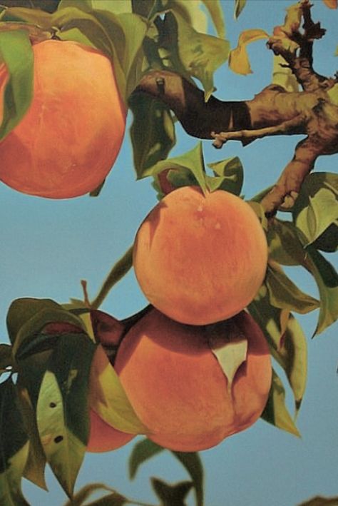 #aesthetic #edited #peaches #fruit #tree #blue #orange #trendy #cute  ———————————————————————————— (not my picture <3) Somewhere In Northern Italy 1983, Peach Aesthetic, Animals And Birds, Peach Trees, Fruit Tree, Orange Aesthetic, Arte Inspo, Beauty Standards, Authentic Self