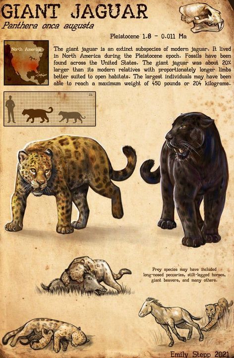 Megafauna Mammals, Jaguar Art, Prehistoric Wildlife, Wild Kratts, American Animals, X Male Reader, Ancient Animals, Paleo Art, Extinct Animals