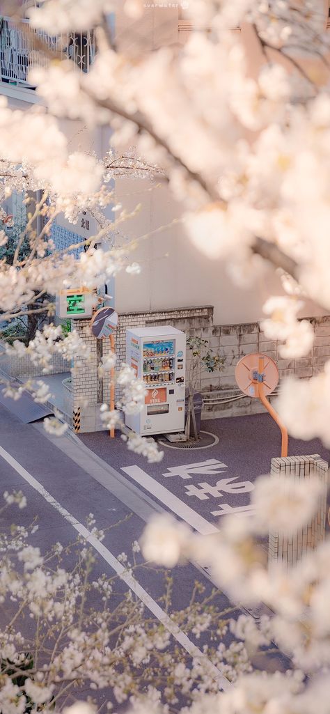 Sakura Airi, vending machine, Japan, vertical, portrait display | 1242x2688 Wallpaper - wallhaven.cc Korea Wallpaper, Cherry Blossom Trees, Fotografi Kota, Hiasan Bilik, Japon Illustration, Fotografi Alam Semula Jadi, Japan Aesthetic, Vending Machines, Aesthetic Japan