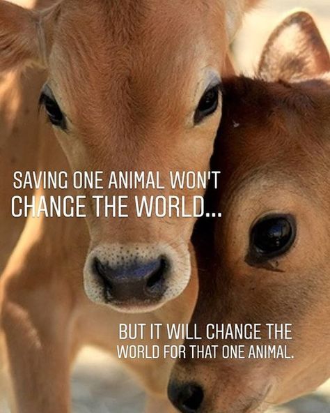 It will change for that ONE, you decide to save.🌎 ▪️ All information about vegan Follow @vegancommunity ▪️ #Vegan #GoVegan #VeganCommunity… Farm Animal Sanctuary, Mercy For Animals, Hungry Children, Vegan Quotes, Why Vegan, Animal Liberation, Homeless Dogs, Stop Animal Cruelty, Cow Calf