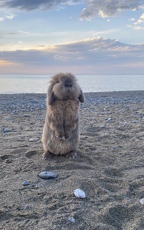 Cute Rabbit Photos, Bunny On The Beach, Cute Bunny Aesthetic, Bunny Pretty, Sea Bunnies, Pet Bunnies, Cutest Bunnies, Beach Animals, Bunnies Cute