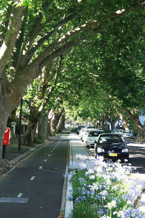 Street Trees Urban, Street With Trees, Urban City Street, Art Creative Ideas, Asphalt Pavement, Street Landscape, Urban Ideas, 2023 Garden, City Tree