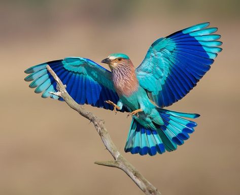 Colourful Birds, Roller Bird, Indian Roller, Lilac Breasted Roller, Most Beautiful Birds, Pet Day, Tropical Birds, Exotic Birds, Pretty Birds