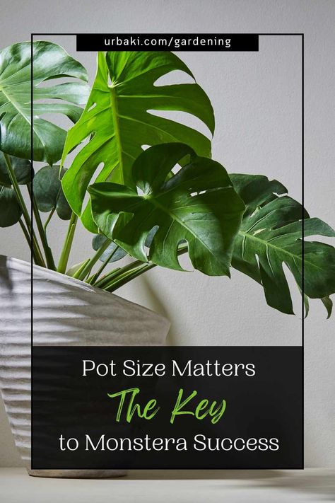 Potting Monstera Deliciosa, Pot For Monstera Plant, Best Pot For Monstera, Monstera Pot Ideas, Monstera Plant Aesthetic, Monstera Plant Pot, Potted Monstera Plant, Monstera Pot, Monstera Indoor