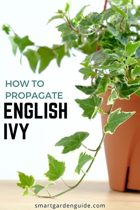 How to propagate english ivy in water. This simple method of ivy propagation is easy to do and can multiply your ivy plants in no time. Propagate English Ivy In Water, English Ivy Propagation In Water, Propagating Ivy Plants, Propagating Station Ideas, Plants That Propagate In Water, Propagating Ivy In Water, Ivy Outdoor Ideas, Propagate Plants In Water, English Ivy Plant Indoor