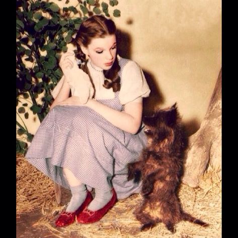 Judy/Dorothy and Toto/Terry behind the scenes in The Wizard of Oz. 1939 Wizard Of Oz 1939, Dorothy Gale, Isabella Rossellini, The Wonderful Wizard Of Oz, Goldie Hawn, Ingrid Bergman, The Wizard Of Oz, Actrices Hollywood, Judy Garland