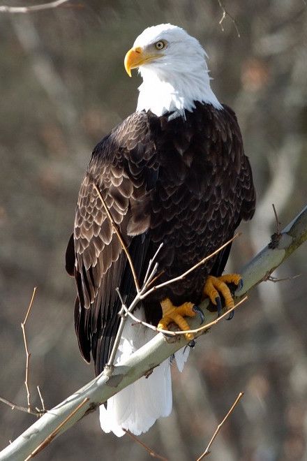 Aigle Royal, Eagle Images, Eagle Painting, Eagle Wallpaper, Eagle Pictures, American Bald Eagle, The Eagles, Bird Wallpaper, Bird Pictures