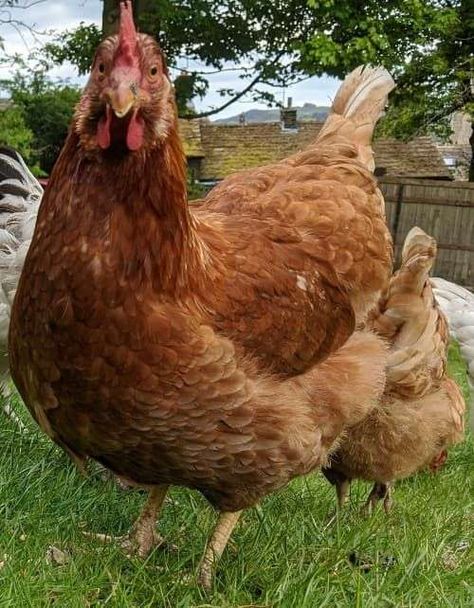 Cinnamon Queen Chickens Eggs, Cinnamon Queen Chickens, Cinnamon Queen Chicken, Cinnamon Queen, Cinnamon Chicken, Food For Chickens, Heritage Chickens, Chicken Raising, Laying Chickens Breeds