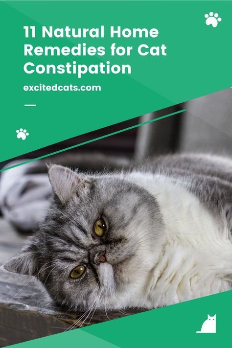 Cat Constipation Remedies, Cat Remedies, Natural Constipation Remedies, Excited Cat, Help Constipation, Cat Health Problems, Cat Advice, Constipation Remedies, Cat Diet