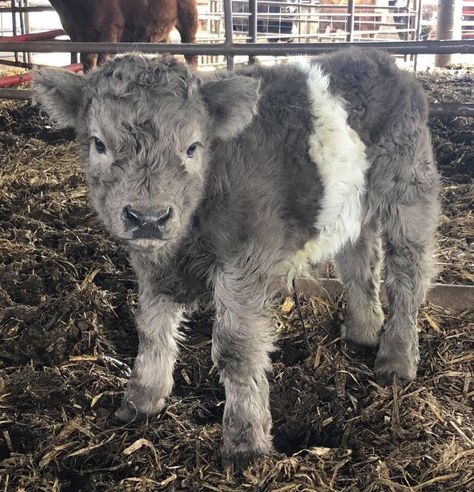 Cow, Animals, Baby Cow, In The Middle, The Middle