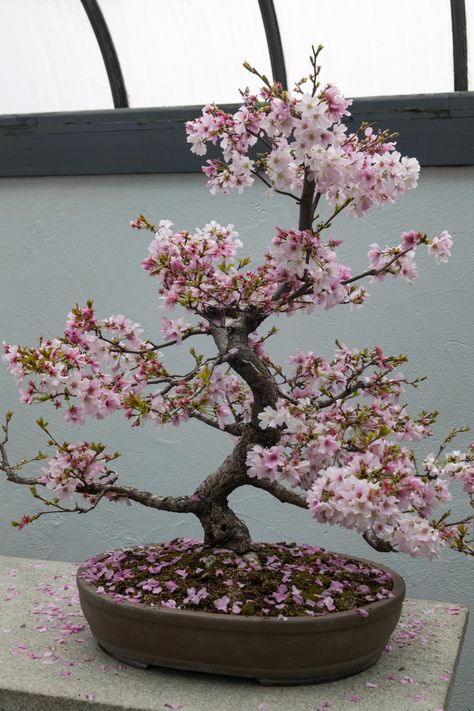 Cherry trees throw out lovely white or pink flowers in spring, covering the sky with their petals. It's no wonder that they're so sought after in bonsai! Growing Cherry Bonsai From Seed #theplantbible #plantbible #plant #GrowingCherryBonsaiFromSeed Nature, Bonsai Plants Aesthetic, Bonsai Tree Minecraft, Pink Bonsai Tree, Bonzi Trees, Bonsai Cherry Tree, Bonsai From Seed, Bonsai Growing, Cherry Blossom Bonsai