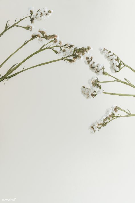 Nature, Plant Rosemary, Background With Design, Statice Flower, White Statice, Dried Statice, Flatlay Background, Lavender Wallpaper, Flatlay Ideas