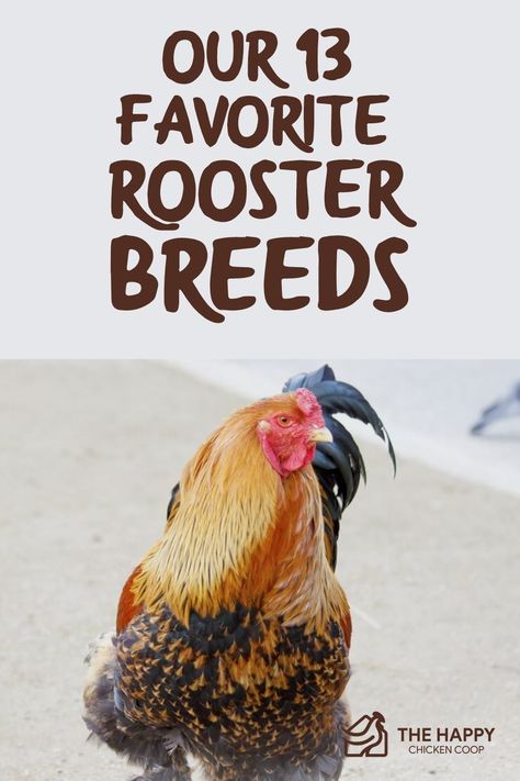 Bantam Rooster Breeds, Best Rooster Breeds Backyard Chickens, How To Make A Rooster Nice, Beautiful Chickens Breeds, Rooster House Ideas, Rooster Breeds Pictures, Rooster Coop Ideas, Best Rooster Breeds, Types Of Chickens Breeds