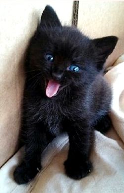 silly black kitten with blue eyes Baby Cats, Gatto Carino, Image Chat, Black Kitten, Kittens And Puppies, Cute Cats And Kittens, Cat Care, Cute Kittens, Beautiful Cats