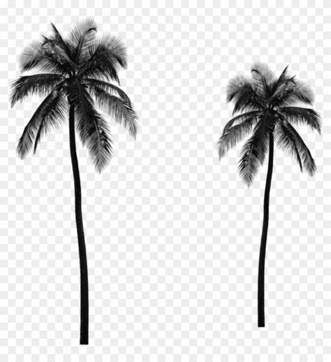 Palmas, Tumblr, Palm Tree Png Photoshop, Palm Trees Tumblr, Silhouette Architecture, Palm Tree Png, Palm Tree Silhouette, Coconut Palm Tree, Png Aesthetic