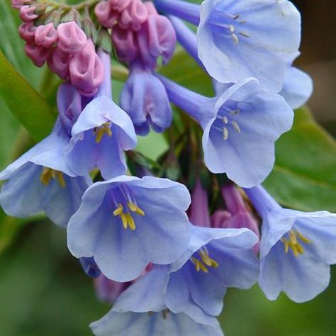 Mertensia Virginica, Virginia Bluebells, Blue Bell Flowers, Very Beautiful Flowers, Beautiful Flowers Photography, Common Names, Bulb Flowers, Plant Nursery, Colorful Garden