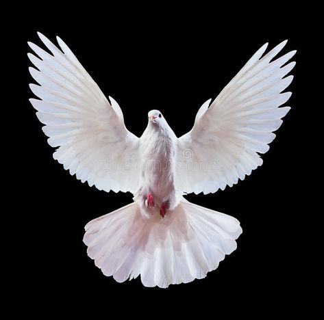 Download White dove on black stock image. Image of bird, animal - 13010013 Vogel Gif, Dove Wing, Dove Flying, Dove Painting, Dove Images, 16 Tattoo, White Pigeon, Dove Tattoos, Dove Pictures