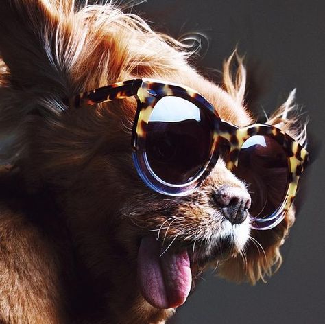 Meet Toast -- your new Instagram obsession. Sunglasses Campaign, Dog House Air Conditioner, Tiny Dog Breeds, Karen Walker Sunglasses, Beaded Dog Collar, Famous Dogs, Best Dog Toys, Photo Chat, Best Dog Training