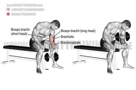 Dumbbell concentration curl Arm Exercises, Best Arm Exercises, Dumbbell Workout At Home, Concentration Curls, Dumbbell Fly, Weight Training Women, Biceps Brachii, Dumbbell Curls, Preacher Curls