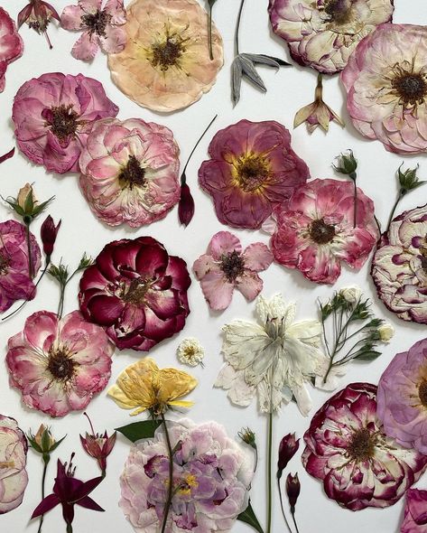 How To Press Roses, Press Roses, Pressed Roses, Botanical Collage, Free Wallpaper Backgrounds, Drying Roses, Pressed Flower Crafts, Bojack Horseman, Pressed Flower Art