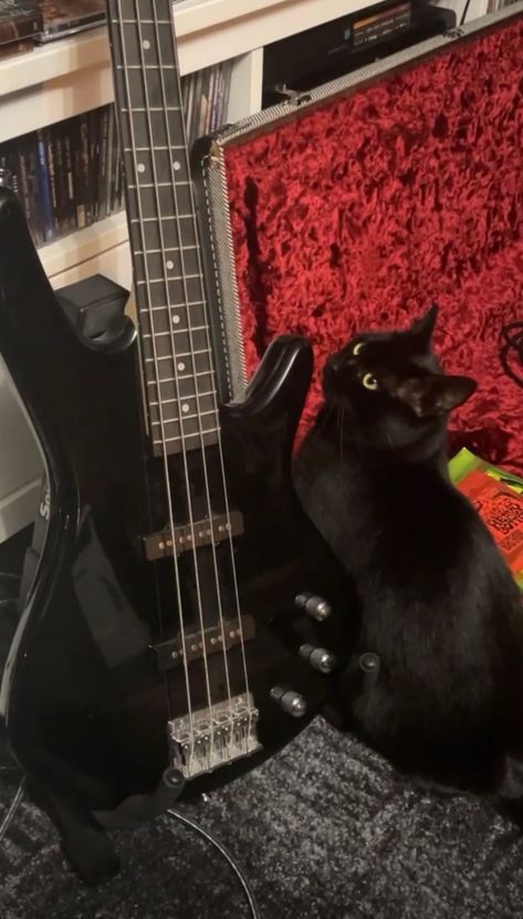 Metalhead bass guitar cat Quick Saves