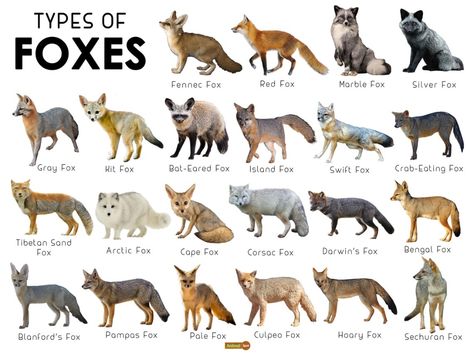 Rare Fox Breeds, Different Types Of Foxes, Fox Types, Types Of Foxes, Types Of Bats, Fox Habitat, Fox Colors, Fox Breeds, Fox Therian