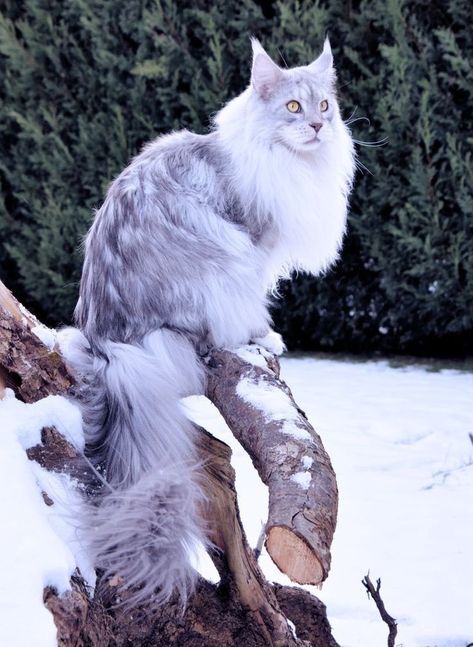 Home / Twitter Pretty Cat Breeds, Therianthropy Aesthetic, Mainecoon Cat Drawing, Pretty Cats Unique, Maine Coone Cat, Cats In The Wild, Therian Cat, Majestic Cats, Fantasy Pets