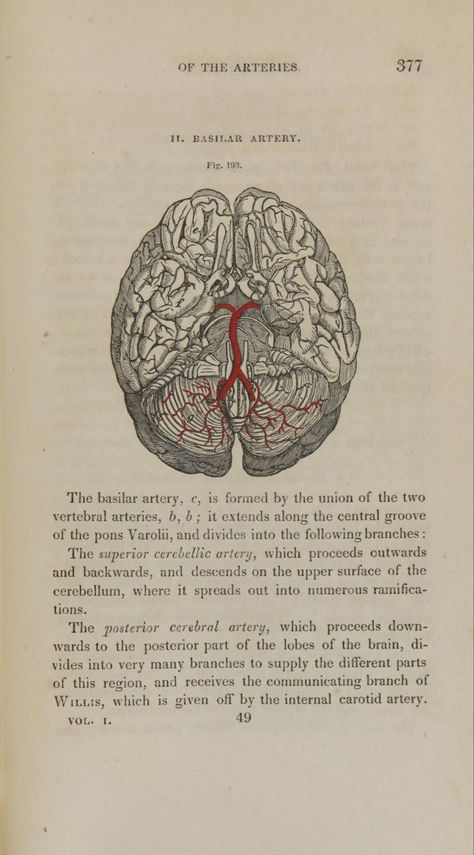 Human Anatomy Aesthetic, Human Anatomy Wallpaper, Vintage Science Aesthetic, Art Human Anatomy, Human Aesthetic, Human Science, Anatomy Aesthetic, Medical Student Motivation, Medical Wallpaper